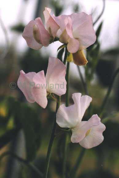 cut flower sweet pea - blush pink