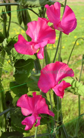 cut flower sweet pea - cerise