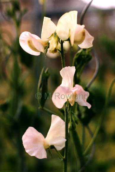 cut flower sweet pea - champagne