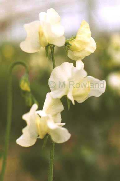 cut flower sweet pea - cream