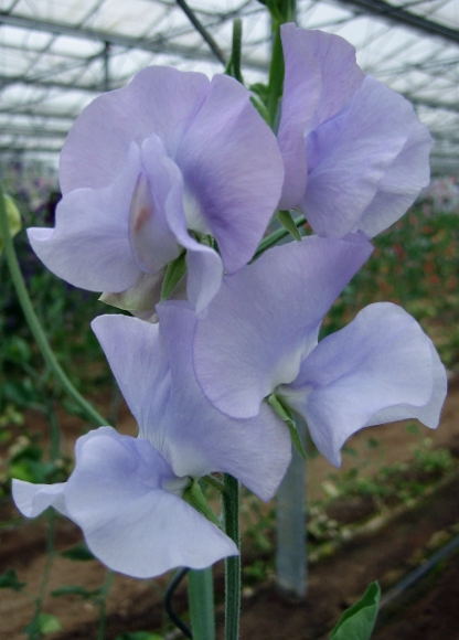 cut flower sweet pea - light blue