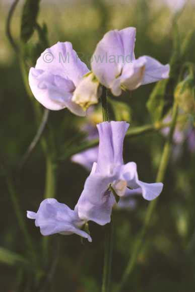 cut flower sweet pea - lilac