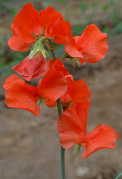 cut flower sweet pea - orange