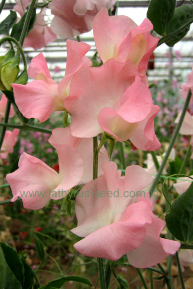 cut flower sweet pea - peach