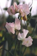 blush sweet pea