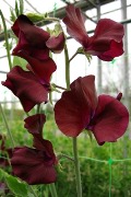burgundy sweet pea