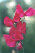 cerise sweet pea