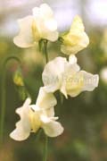 cream sweet pea