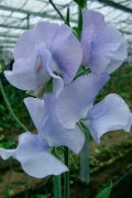light blue sweet pea