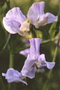 lilac sweet pea