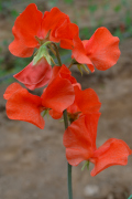 orange sweet pea