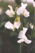 white sweet pea