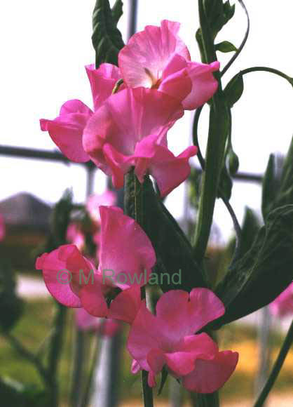 sweet pea Winter Sunshine Deep Rose