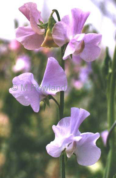 sweet pea Winter Sunshine Lavender
