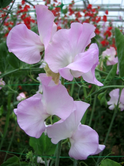 sweet pea Winter Sunshine Opal