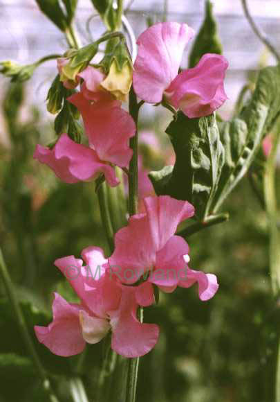 sweet pea Winter Sunshine Pink