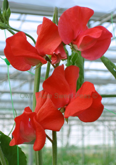 sweet pea Winter Sunshine Scarlet