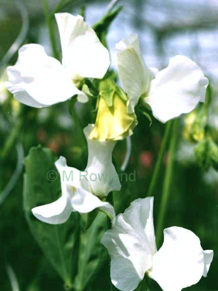 sweet pea Winter Sunshine White