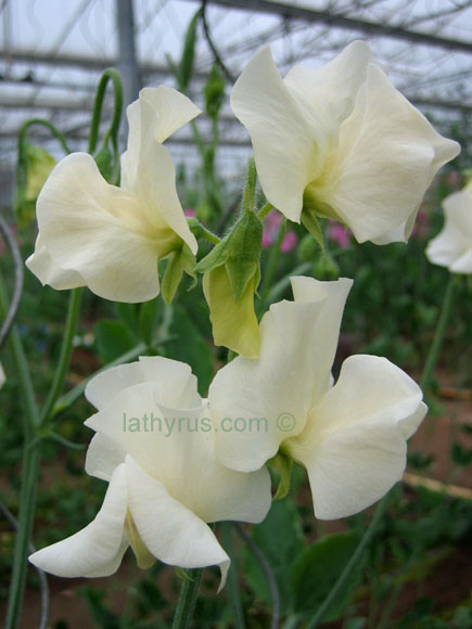 sweet pea Winter Sunshine Cream