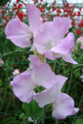 winter sweet pea